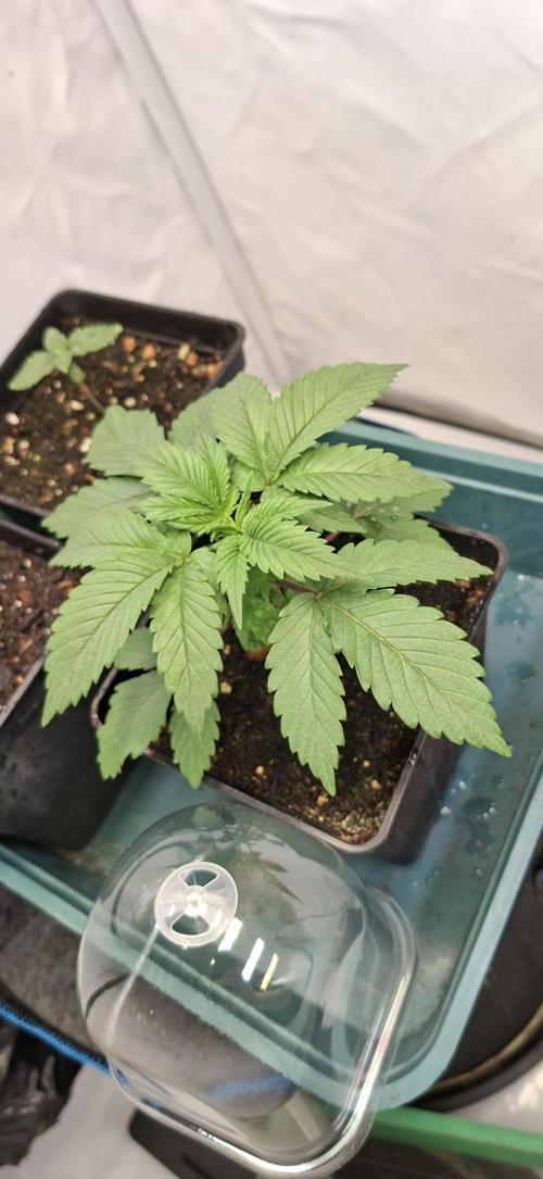 Blue Gelato 41 Barneys Farm. Week 2