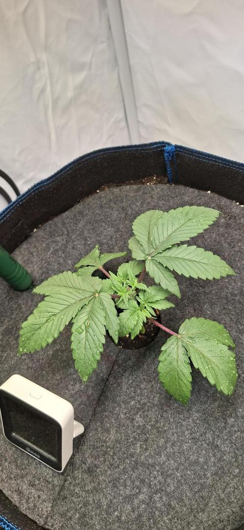 Blue Gelato 41 Barneys Farm. Week 2