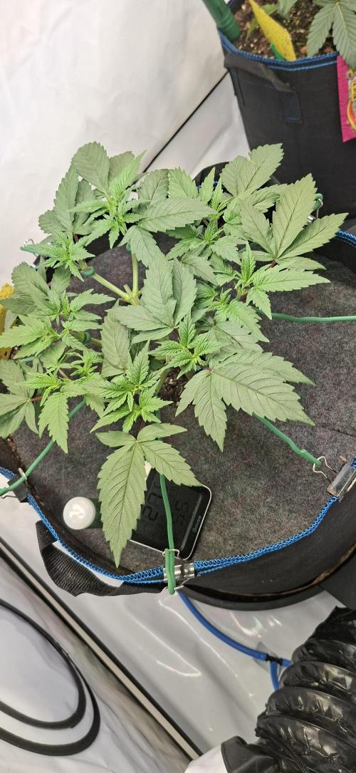 Blue Gelato 41 Barneys Farm. Week 4