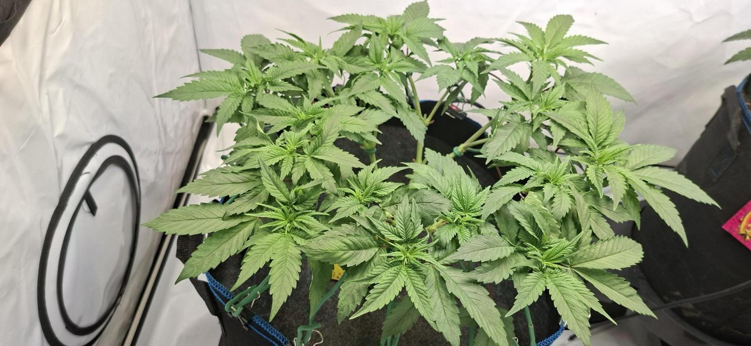Blue Gelato 41 Barneys Farm. Week 5