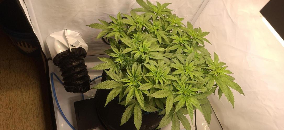 Blue Gelato 41 Barneys Farm. Week 6