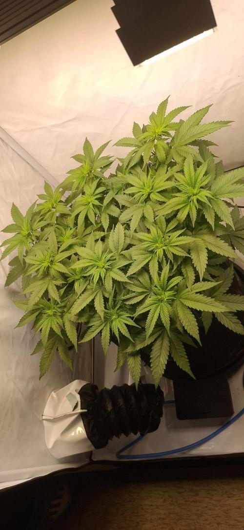 Blue Gelato 41 Barneys Farm. Week 6