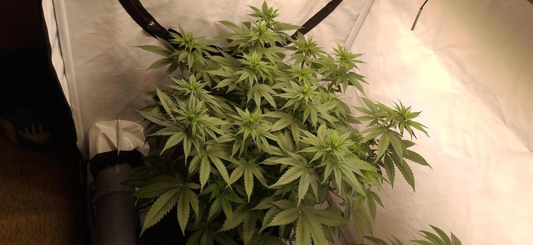 Blue Gelato 41 Barneys Farm. Week 7