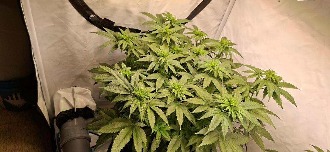 Blue Gelato 41 Barneys Farm. Week 7