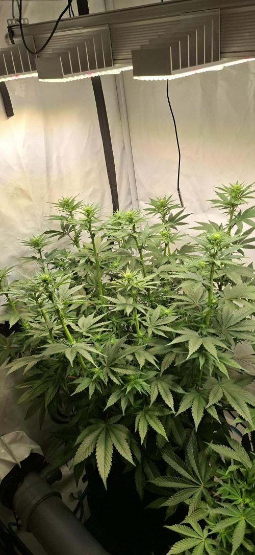 Blue Gelato 41 Barneys Farm. Week 8