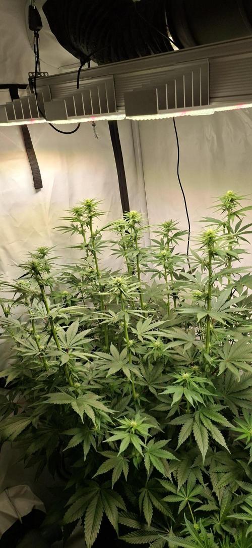Blue Gelato 41 Barneys Farm. Week 8