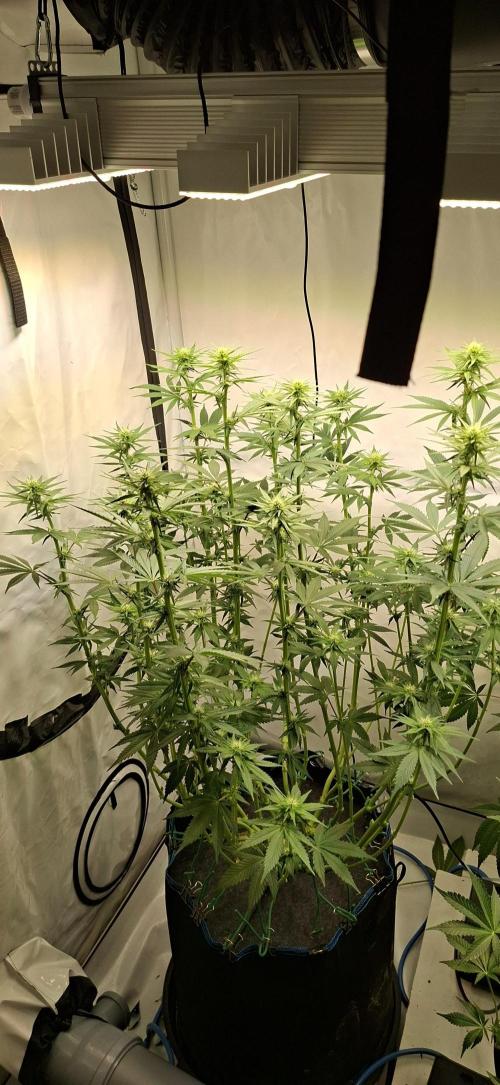 Blue Gelato 41 Barneys Farm. Week 8