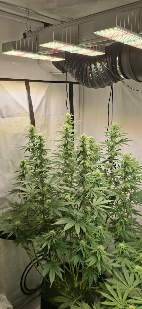 Blue Gelato 41 Barneys Farm. Week 9