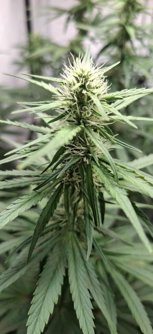 Blue Gelato 41 Barneys Farm. Week 9