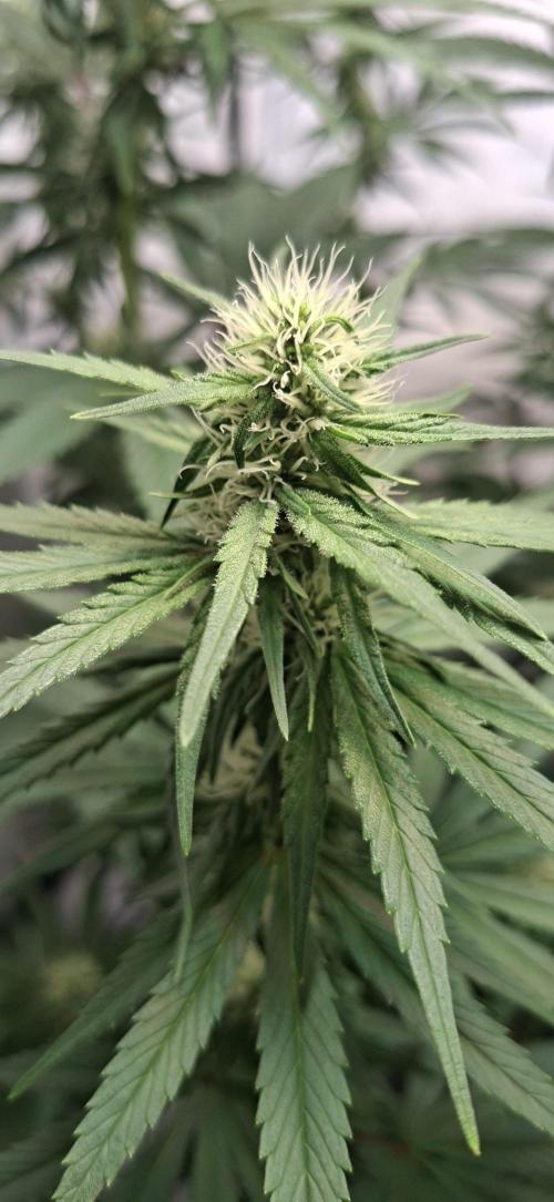 Blue Gelato 41 Barneys Farm. Week 9