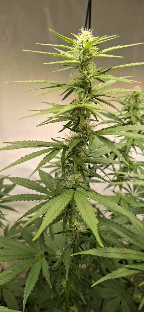 Blue Gelato 41 Barneys Farm. Week 9