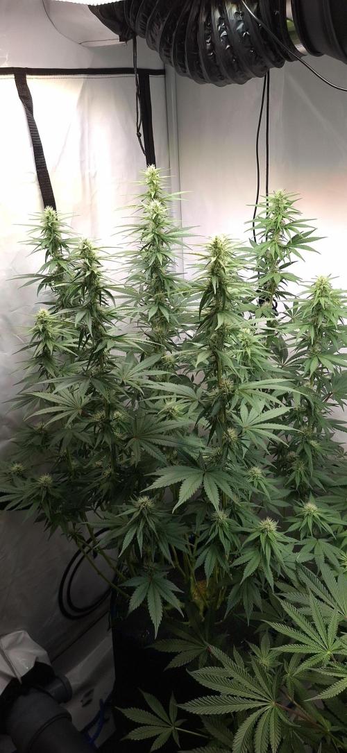 Blue Gelato 41 Barneys Farm. Week 9