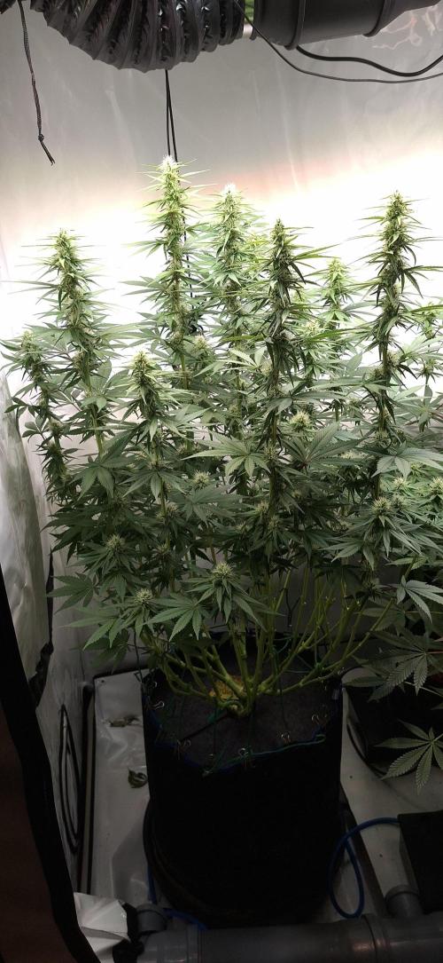 Blue Gelato 41 Barneys Farm. Week 10