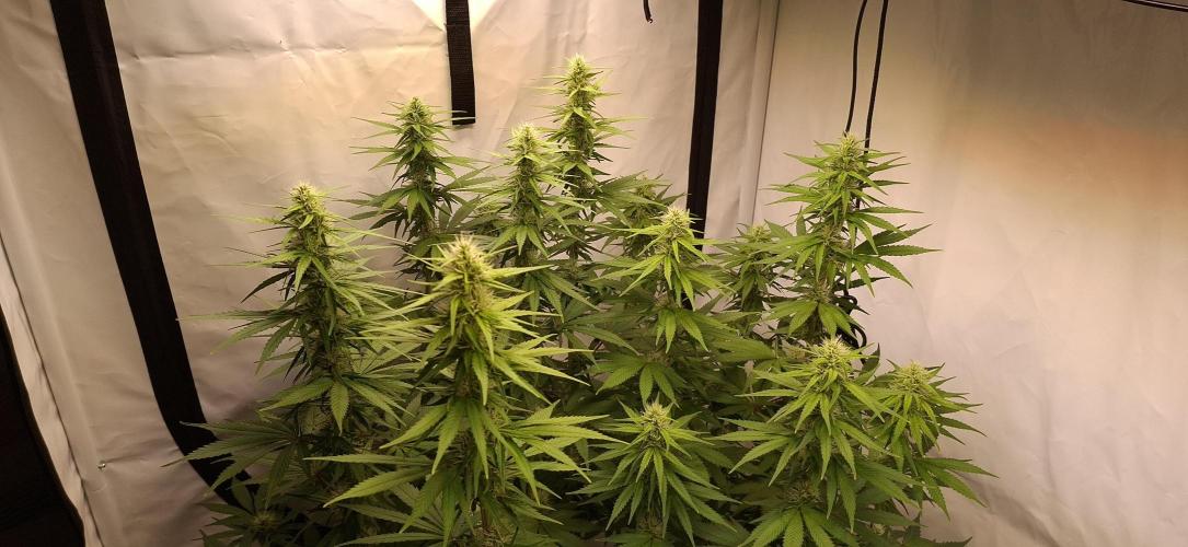 Blue Gelato 41 Barneys Farm. Week 10