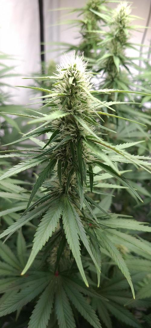 Blue Gelato 41 Barneys Farm. Week 10
