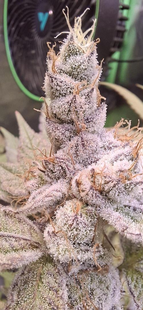 Tropicana Cherry. Week 17