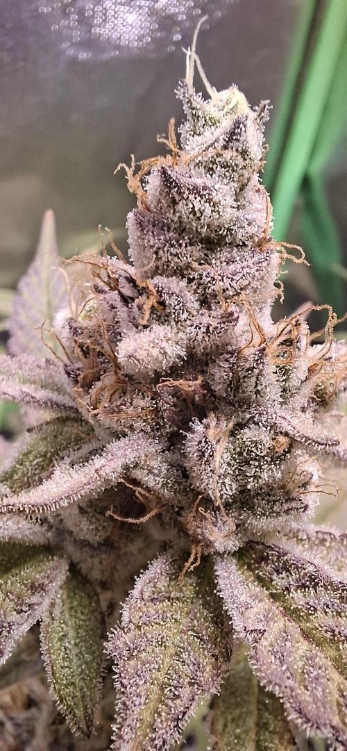 Tropicana Cherry. Week 17