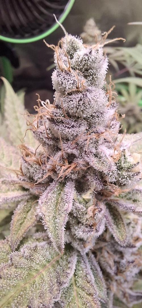 Tropicana Cherry. Week 17