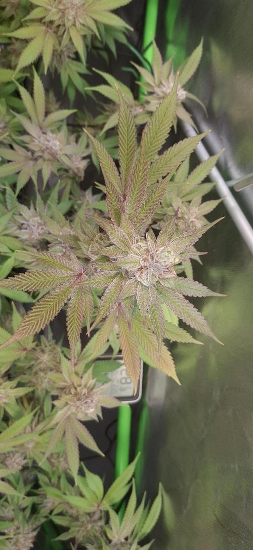 Tropicana Cherry. Week 17