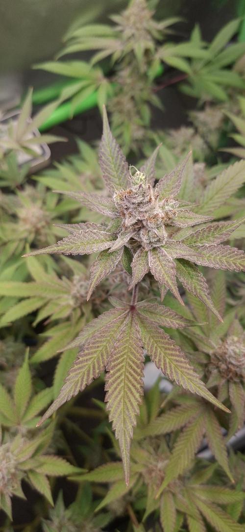 Tropicana Cherry. Week 17