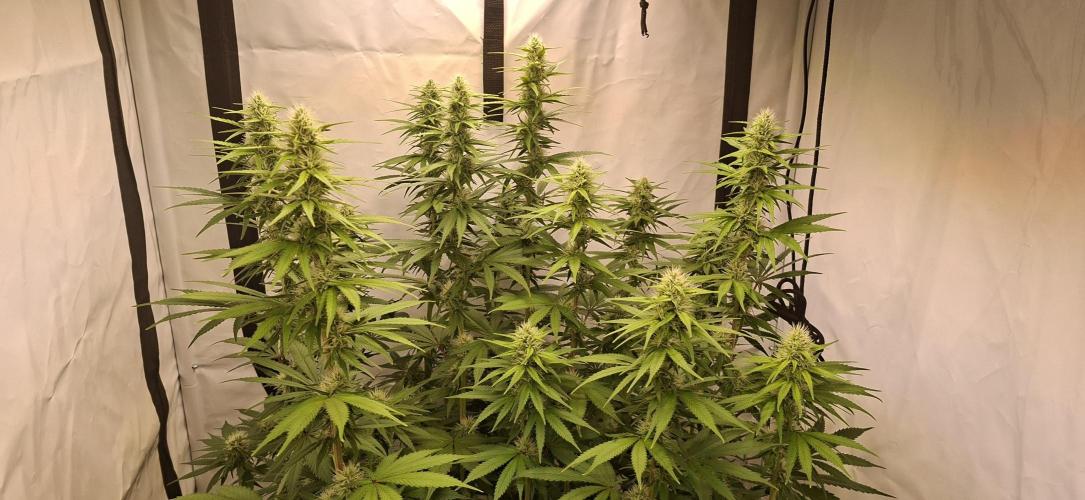 Blue Gelato 41 Barneys Farm. Week 10