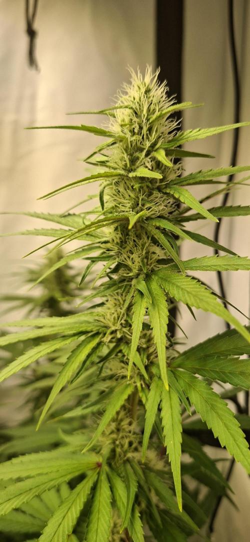 Blue Gelato 41 Barneys Farm. Week 10