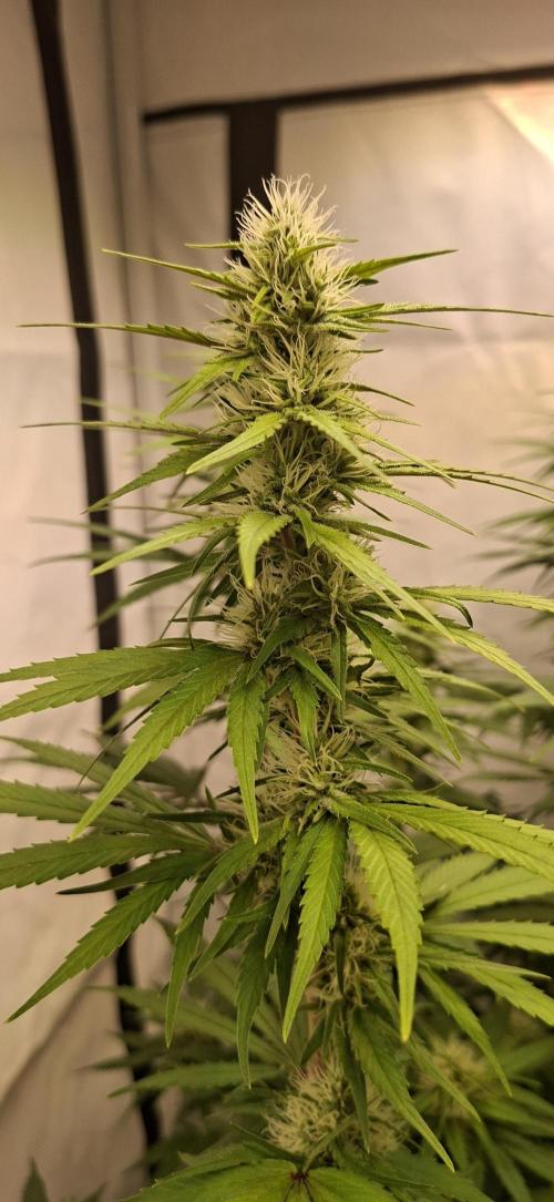 Blue Gelato 41 Barneys Farm. Week 10