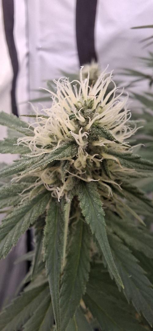 Blue Gelato 41 Barneys Farm. Week 10