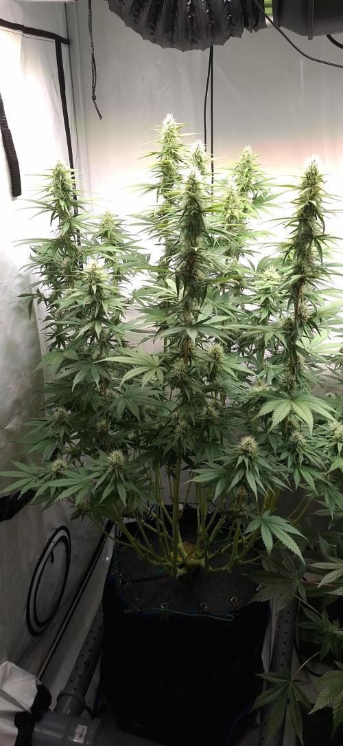 Blue Gelato 41 Barneys Farm. Week 11