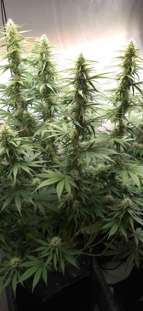 Blue Gelato 41 Barneys Farm. Week 11