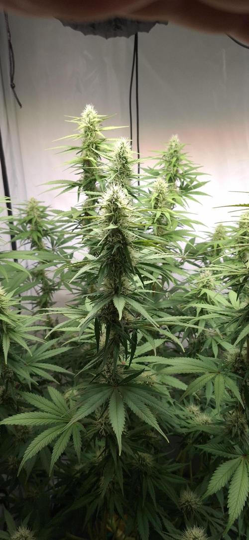 Blue Gelato 41 Barneys Farm. Week 11