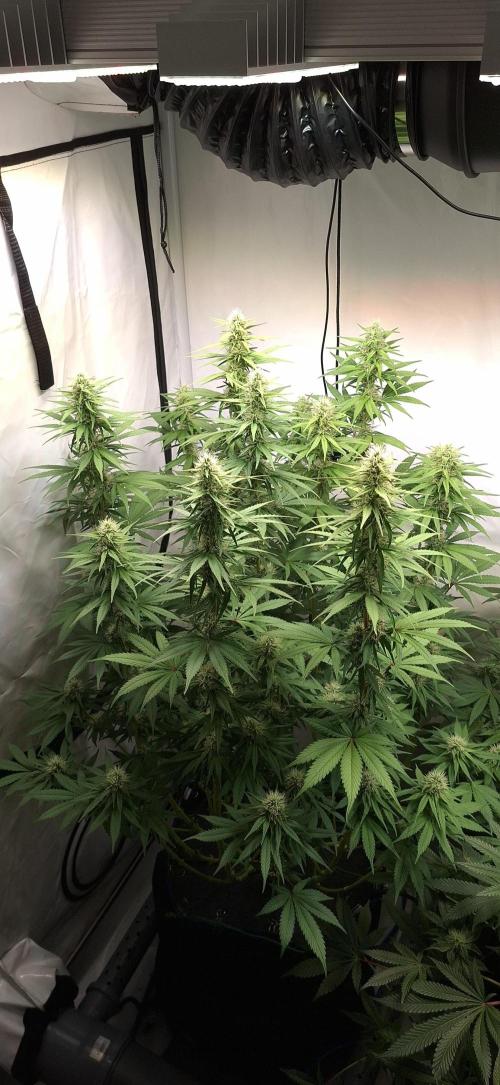 Blue Gelato 41 Barneys Farm. Week 11