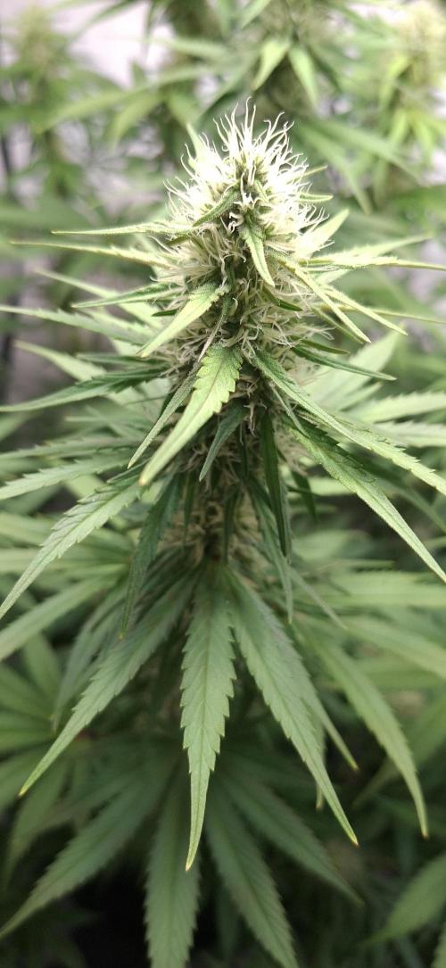 Blue Gelato 41 Barneys Farm. Week 11