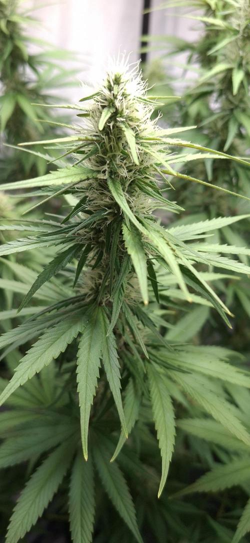 Blue Gelato 41 Barneys Farm. Week 11