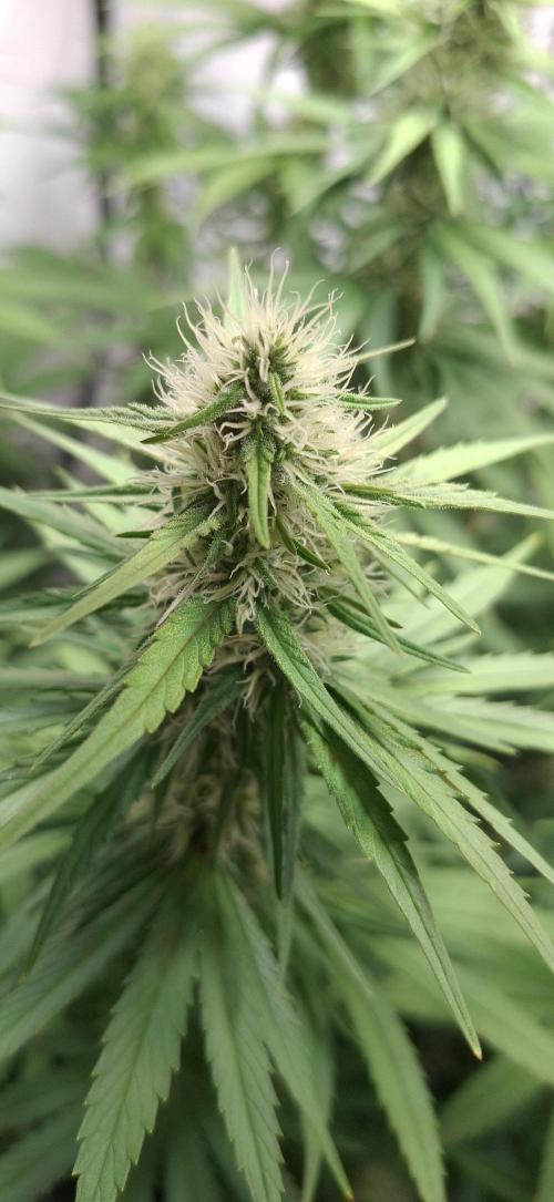 Blue Gelato 41 Barneys Farm. Week 11
