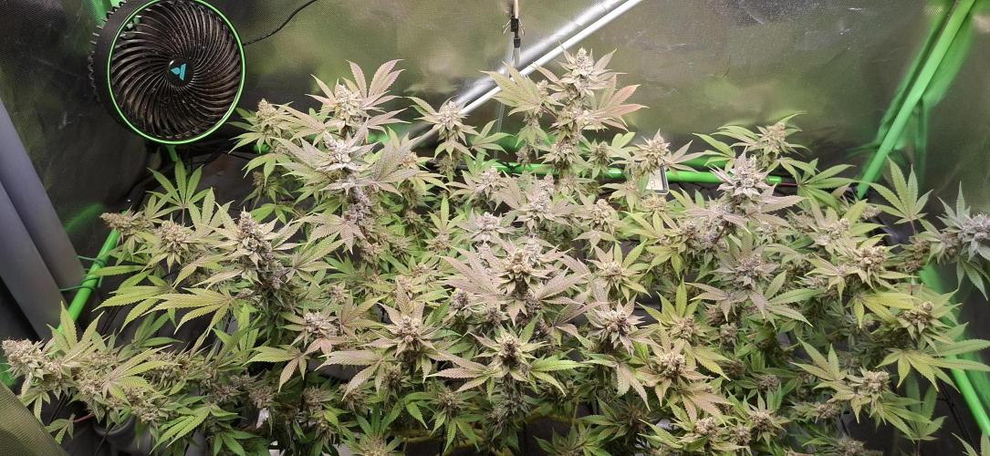 Tropicana Cherry. Week 18