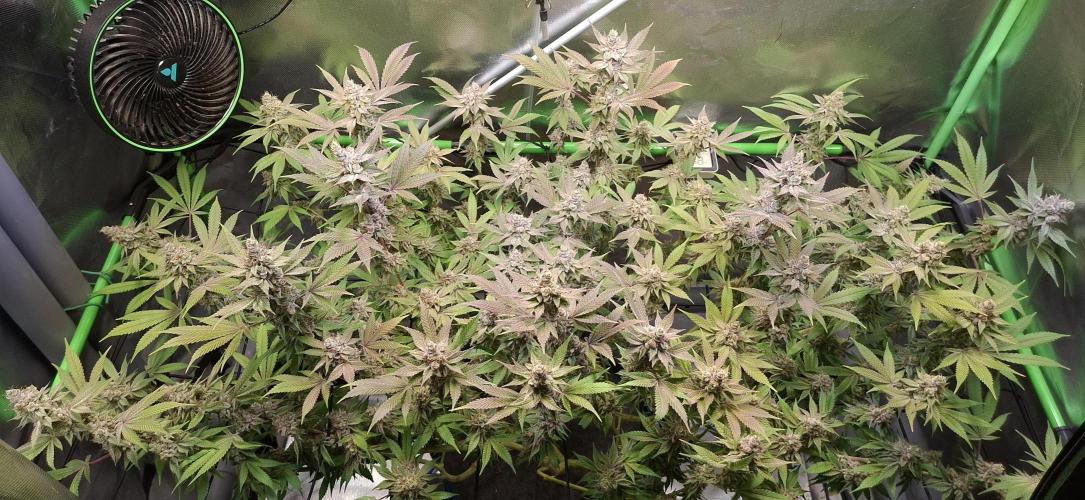 Tropicana Cherry. Week 18