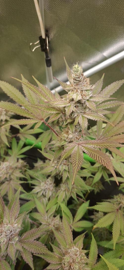 Tropicana Cherry. Week 18