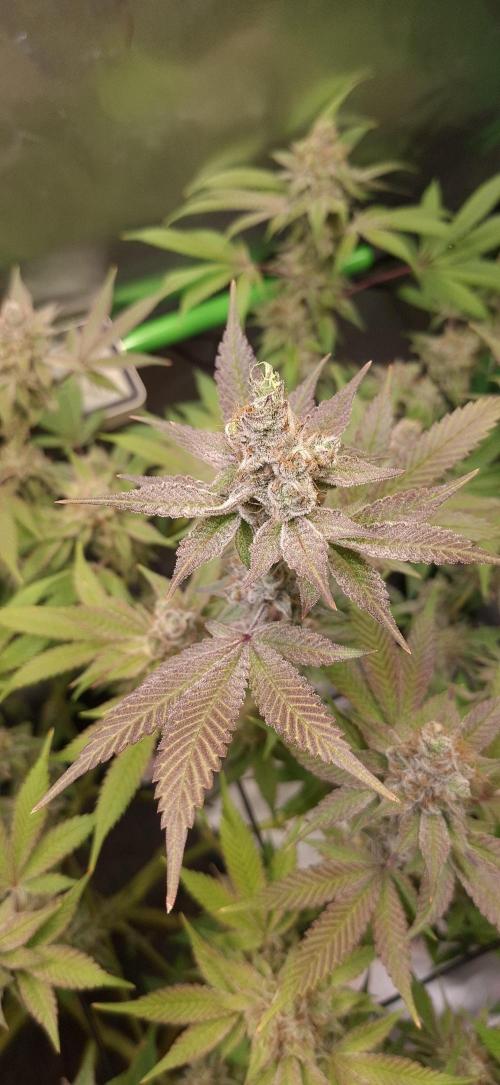 Tropicana Cherry. Week 18