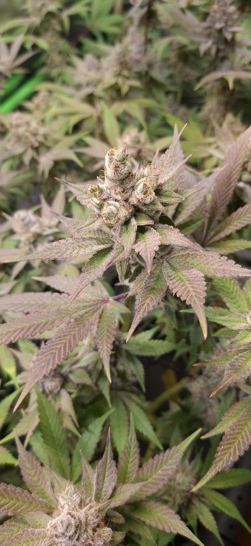 Tropicana Cherry. Week 18