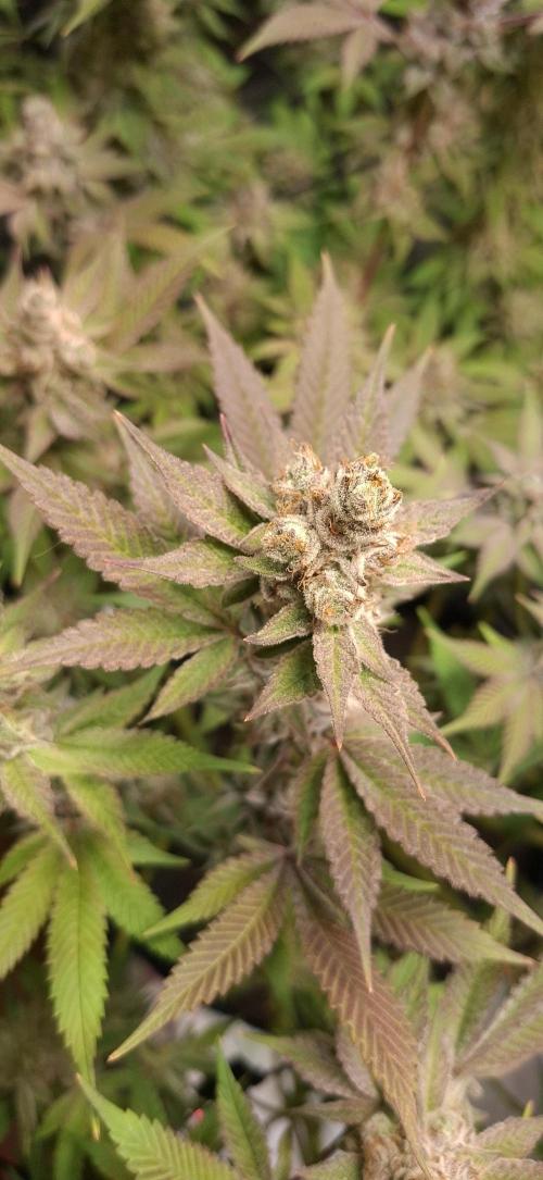 Tropicana Cherry. Week 18