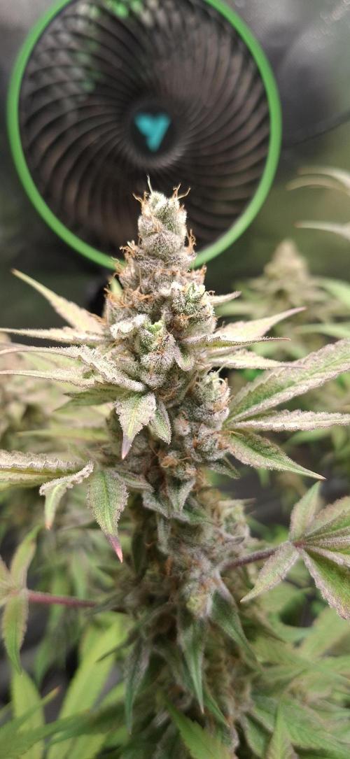 Tropicana Cherry. Week 18