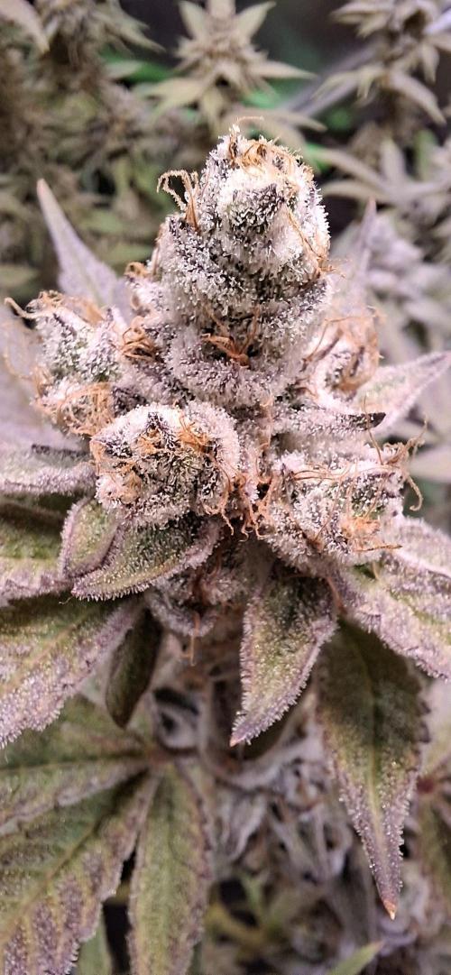 Tropicana Cherry. Week 18
