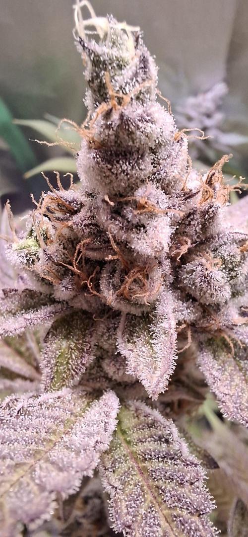 Tropicana Cherry. Week 18