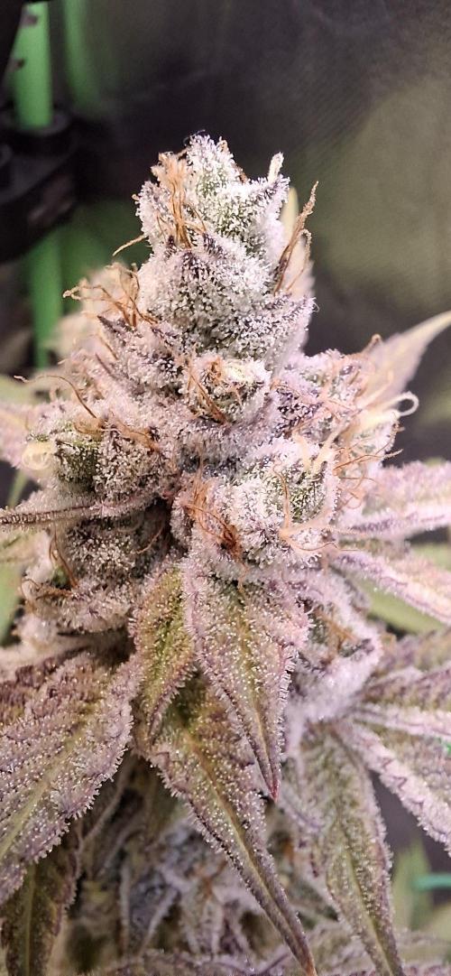 Tropicana Cherry. Week 18