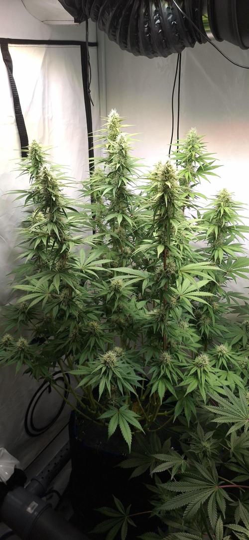 Blue Gelato 41 Barneys Farm. Week 11