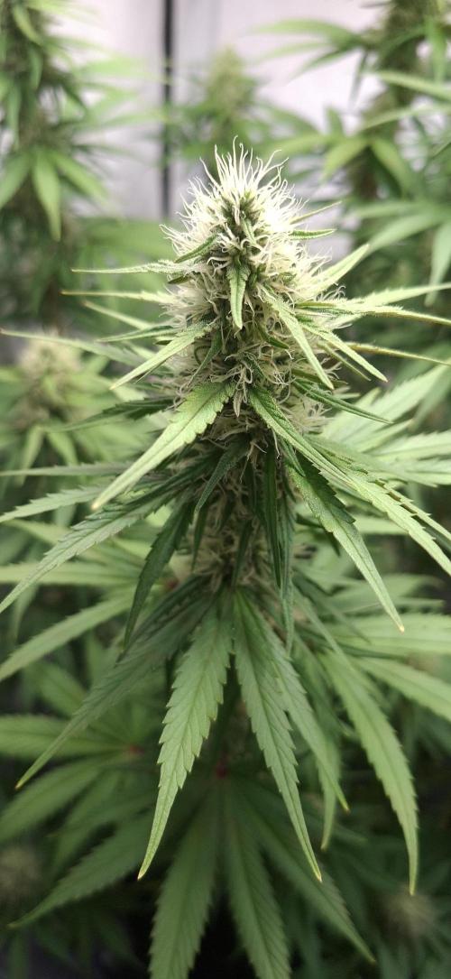 Blue Gelato 41 Barneys Farm. Week 11