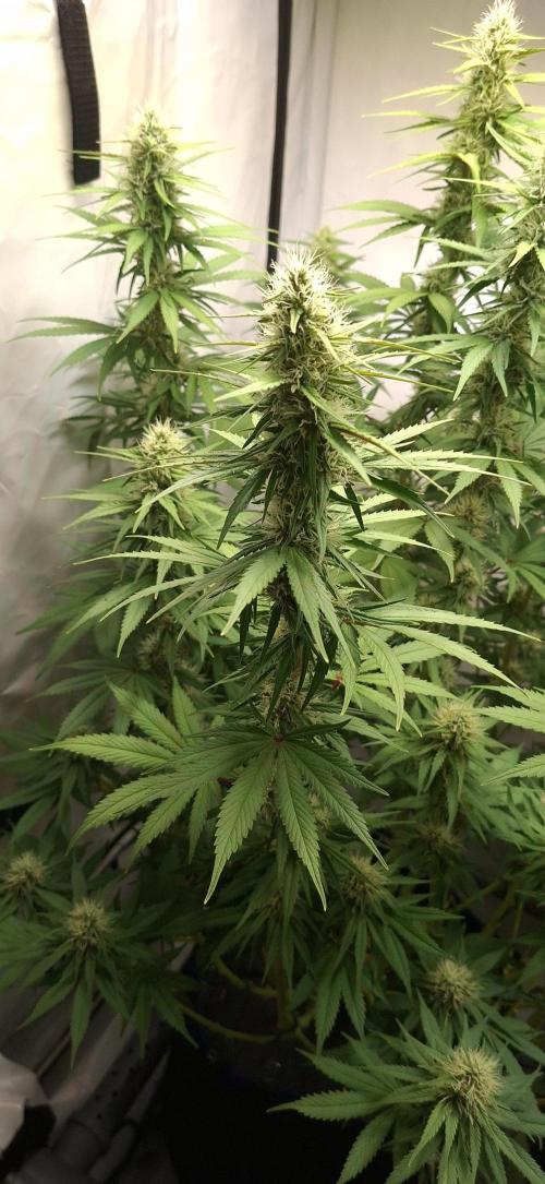 Blue Gelato 41 Barneys Farm. Week 11
