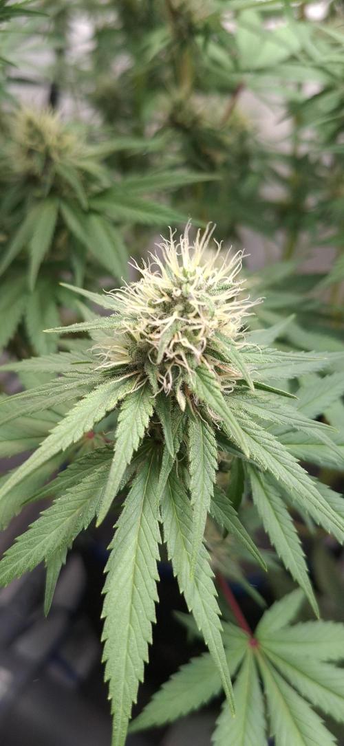 Blue Gelato 41 Barneys Farm. Week 11