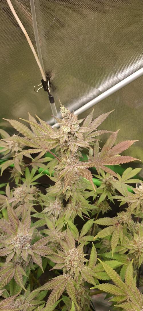 Tropicana Cherry. Week 18